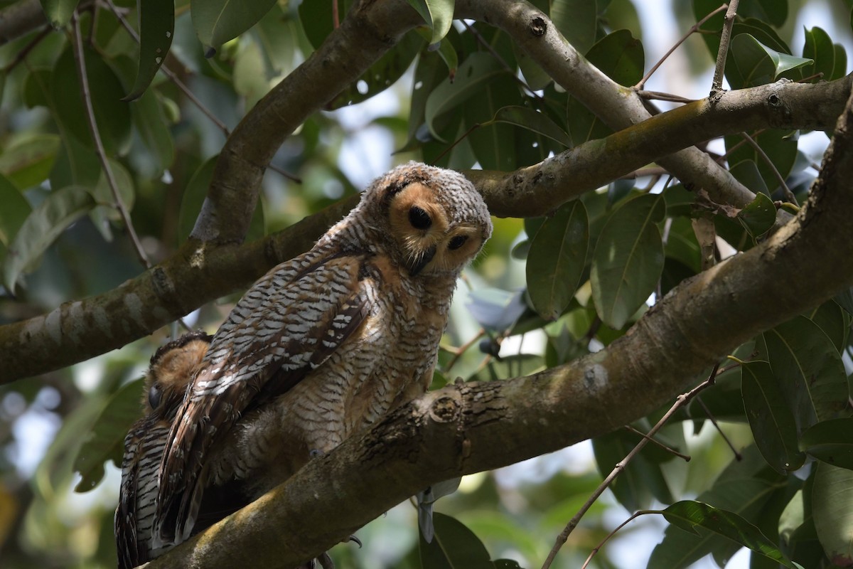 Spotted Wood-Owl - ML622571330