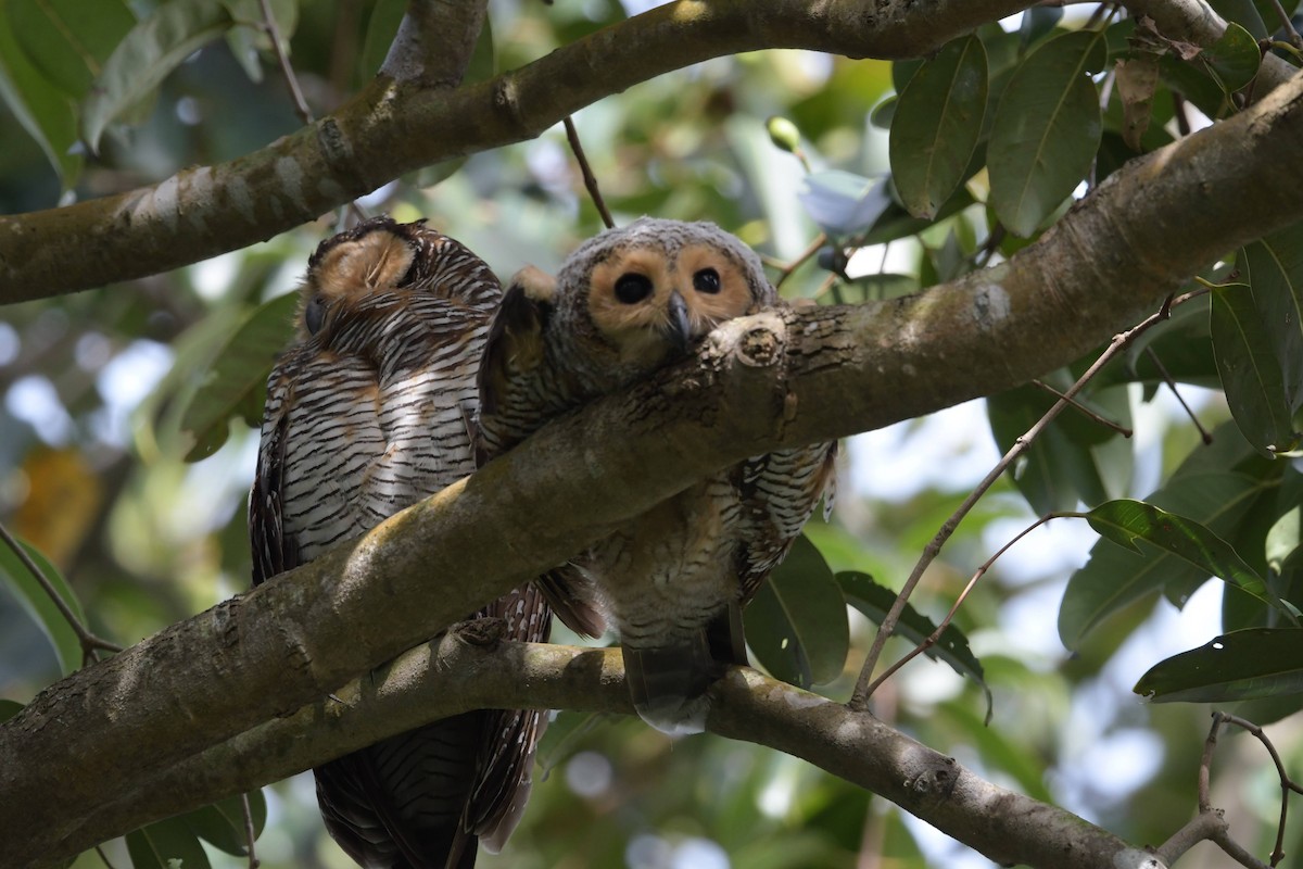 Spotted Wood-Owl - ML622571331