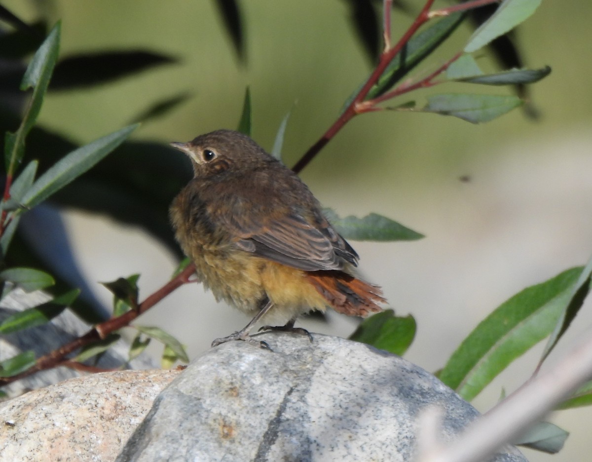 Black Redstart - ML622571376