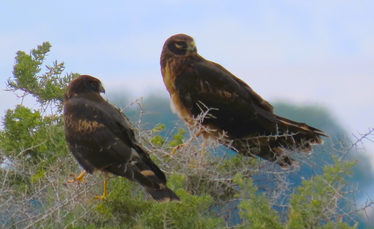 Northern Harrier - ML622571435