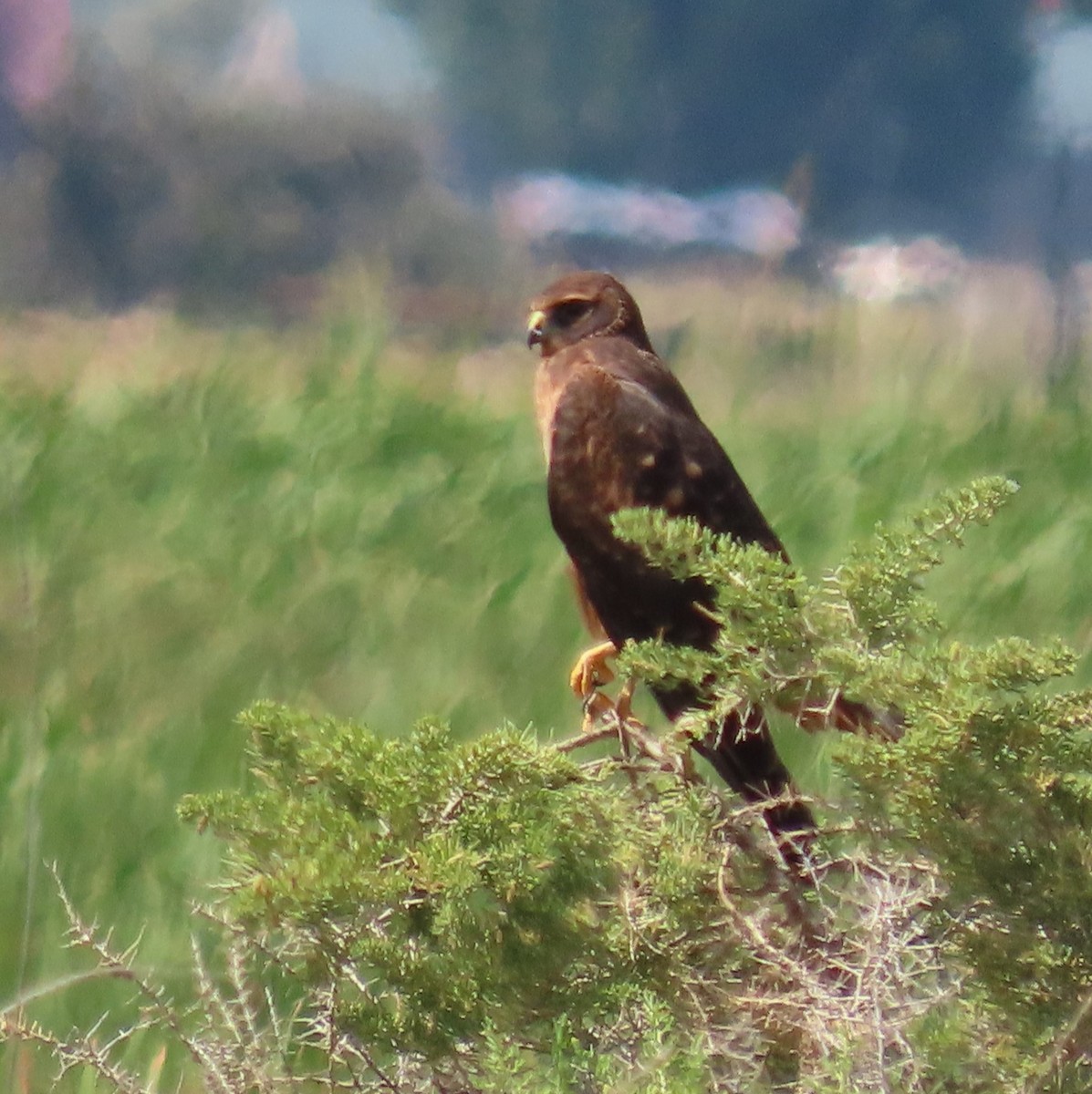 Northern Harrier - ML622571437