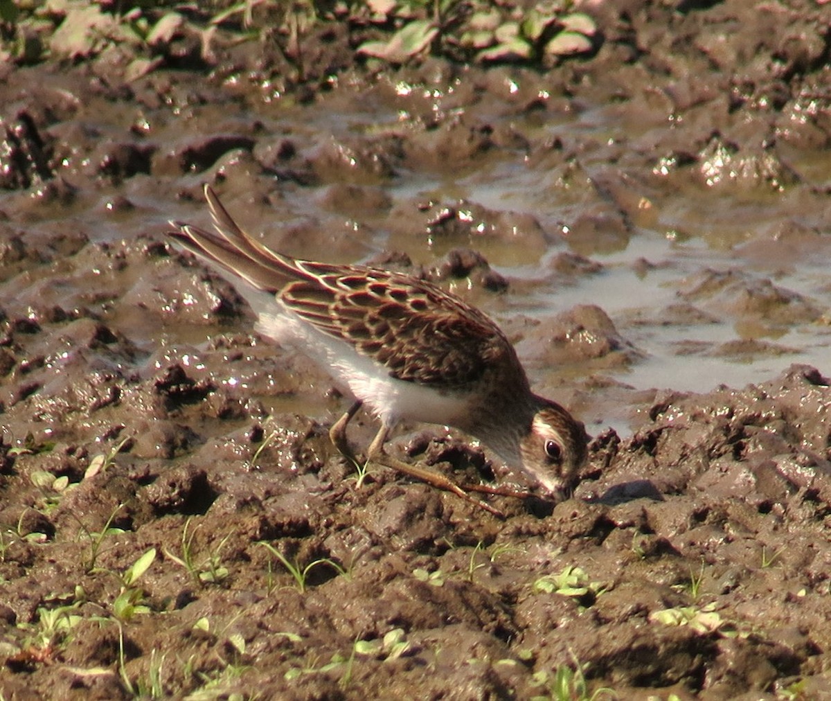 Least Sandpiper - ML622571476