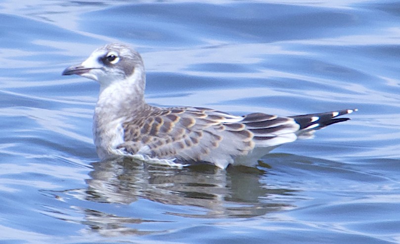 Mouette de Franklin - ML622571478