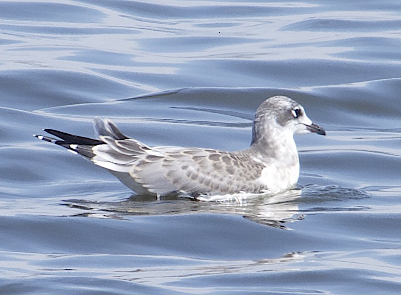 Mouette de Franklin - ML622571499