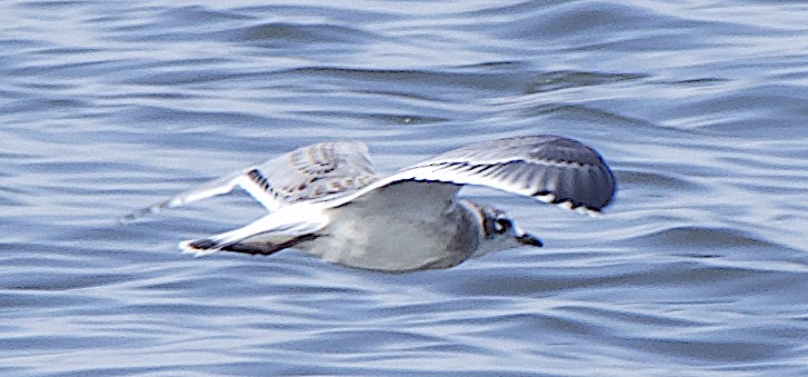 Mouette de Franklin - ML622571502