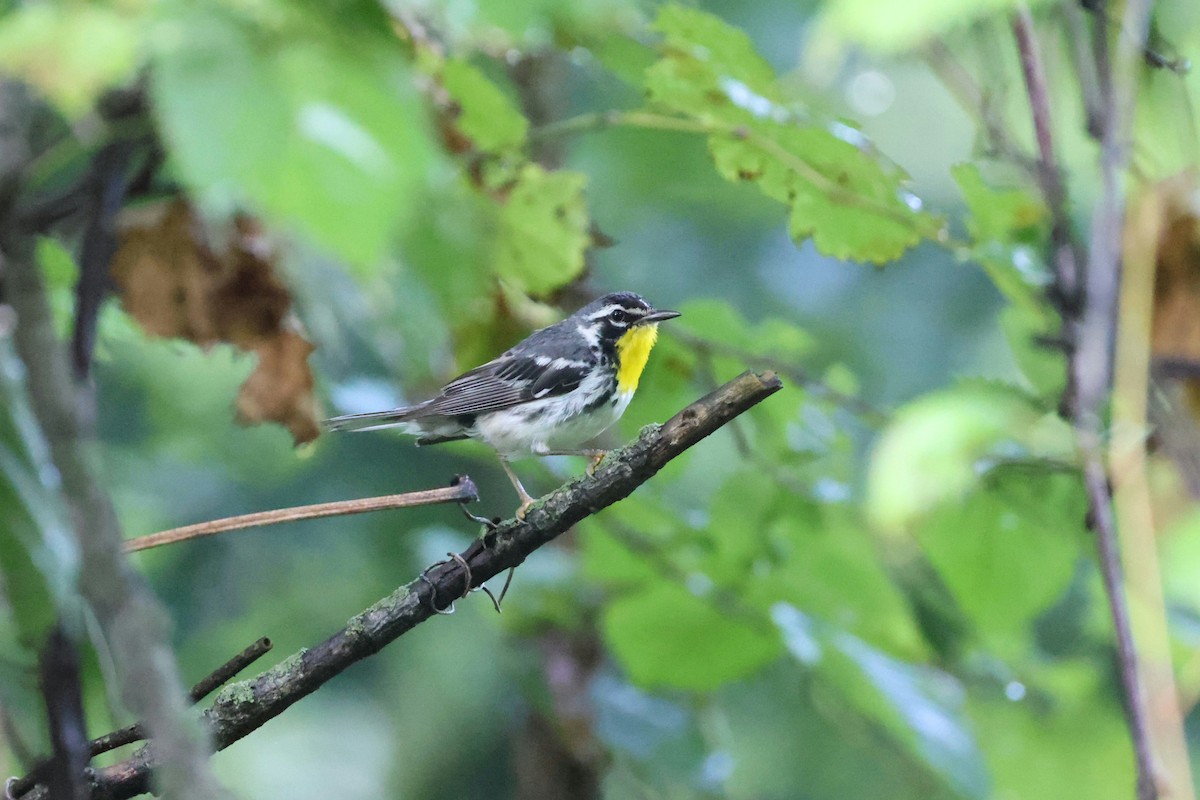 Yellow-throated Warbler - ML622571569