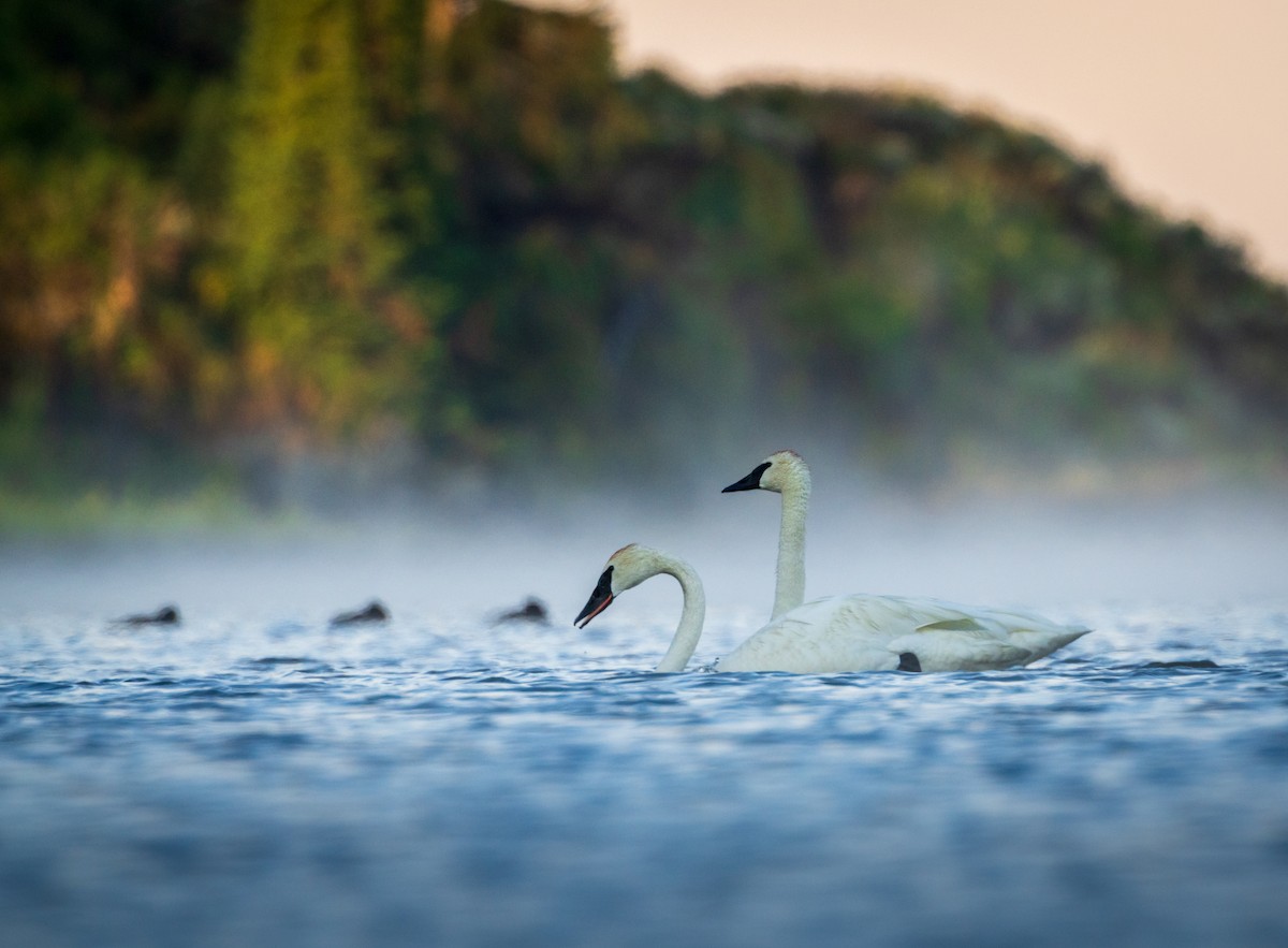 Trumpeter Swan - Juan Melli