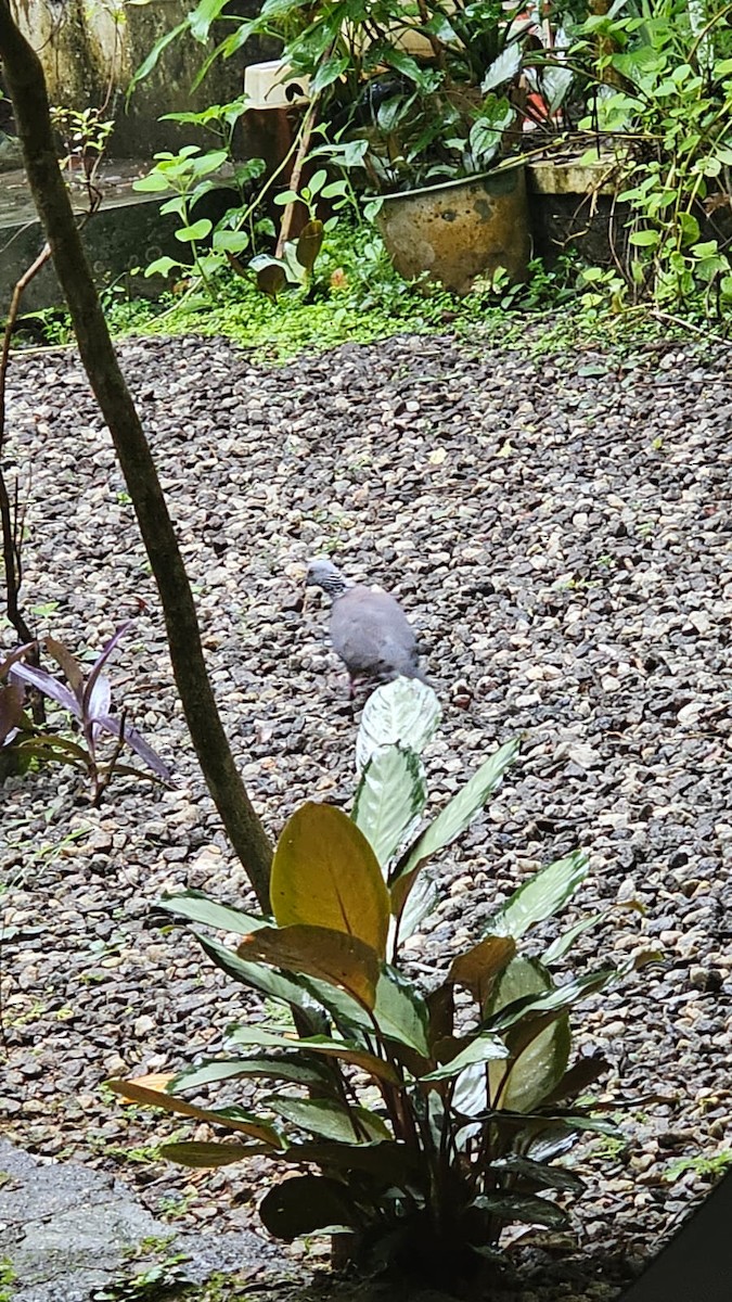 Nilgiri Wood-Pigeon - ML622571626