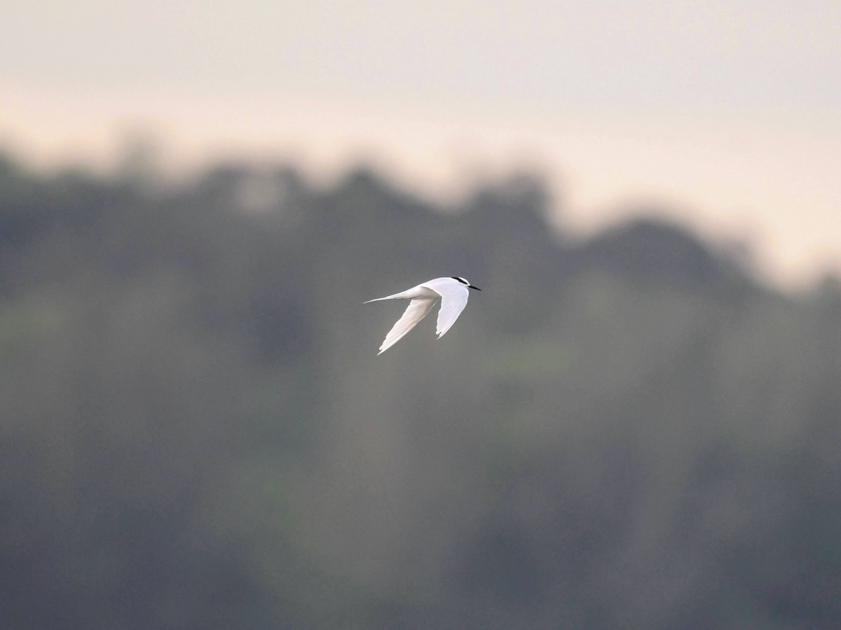 Black-naped Tern - ML622571682