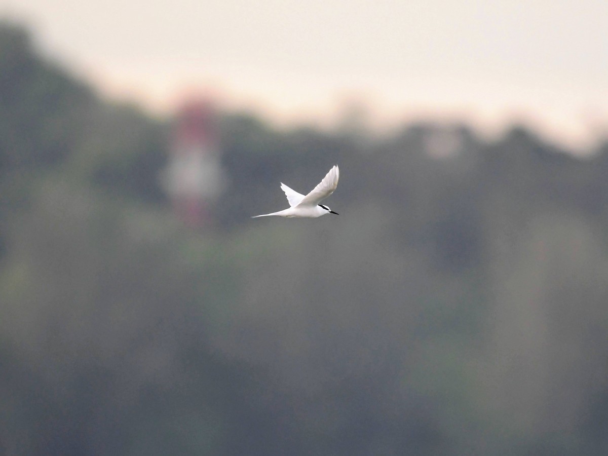 Black-naped Tern - ML622571683