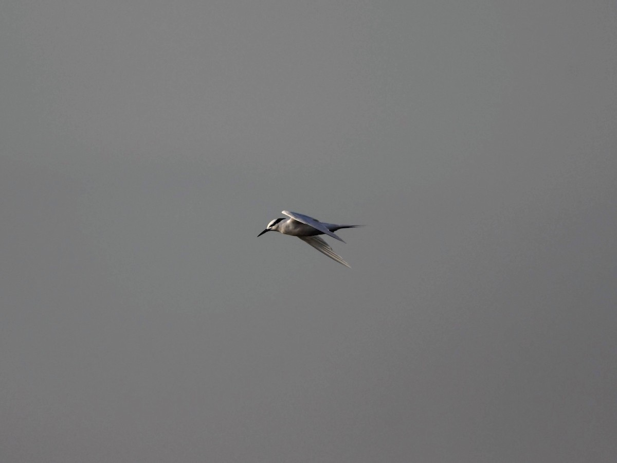 Black-naped Tern - ML622571684