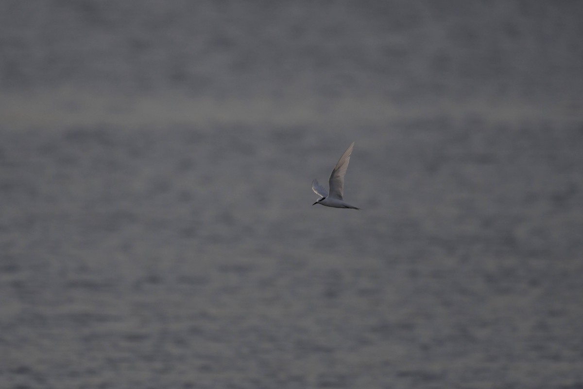 Black-naped Tern - ML622571685