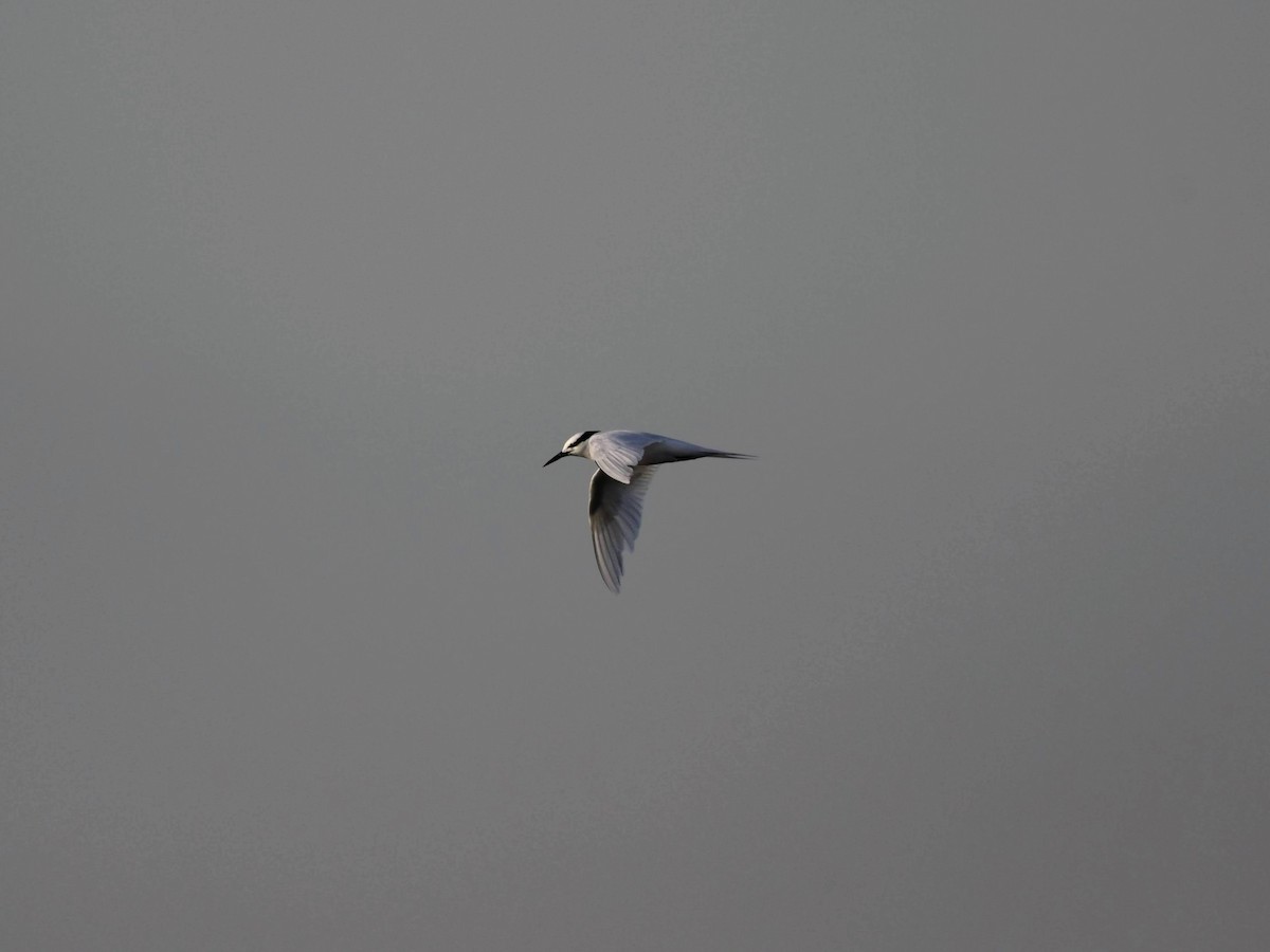 Black-naped Tern - ML622571686