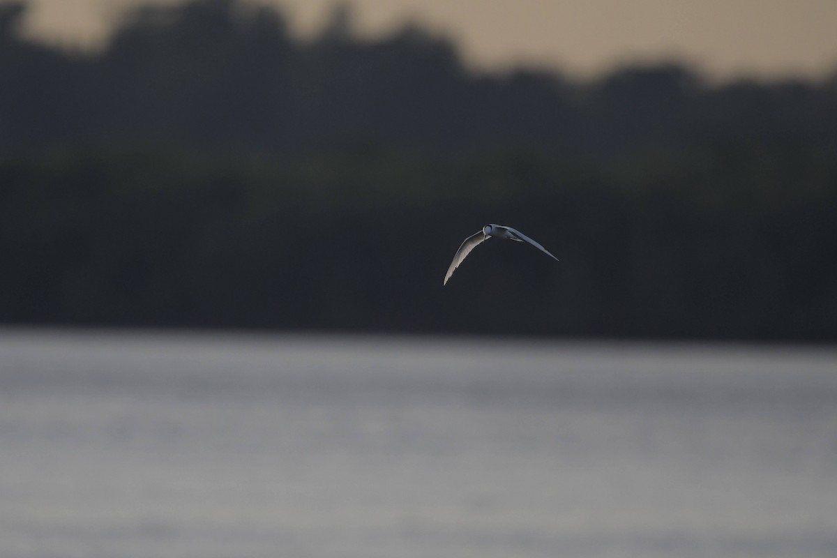 Black-naped Tern - ML622571687