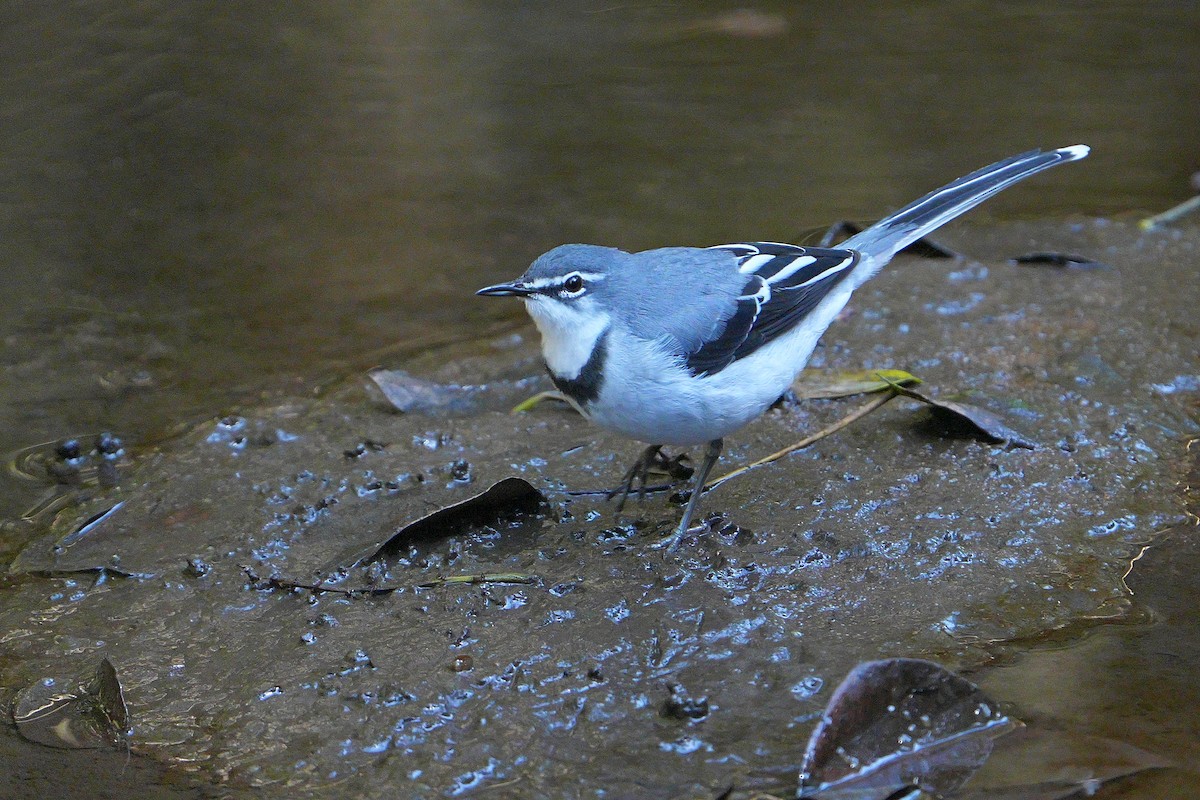 Mountain Wagtail - ML622571697