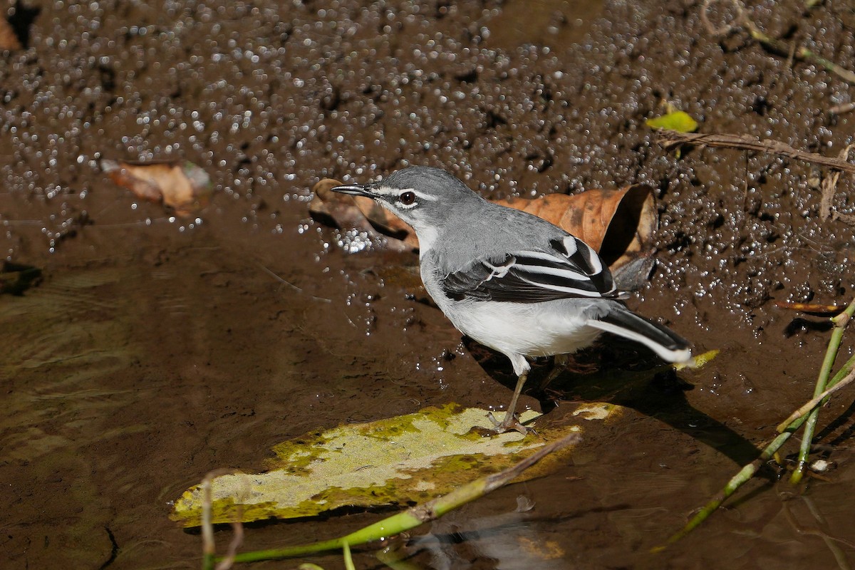 Mountain Wagtail - ML622571698