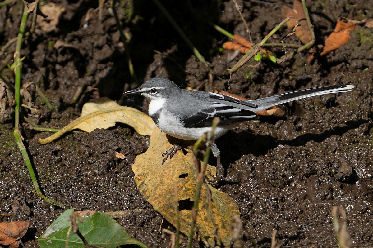 Mountain Wagtail - ML622571699