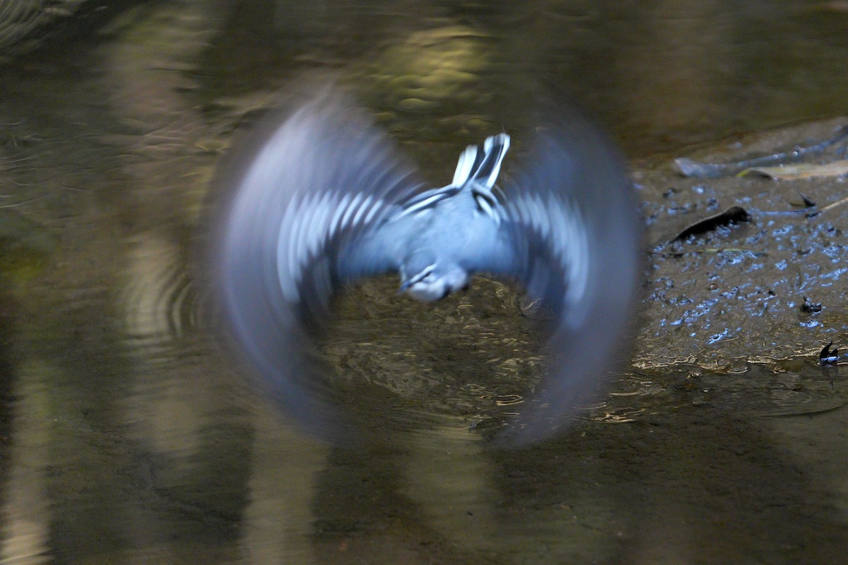 Mountain Wagtail - ML622571700