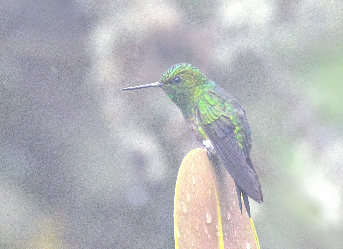 Coppery-bellied Puffleg - ML622571762