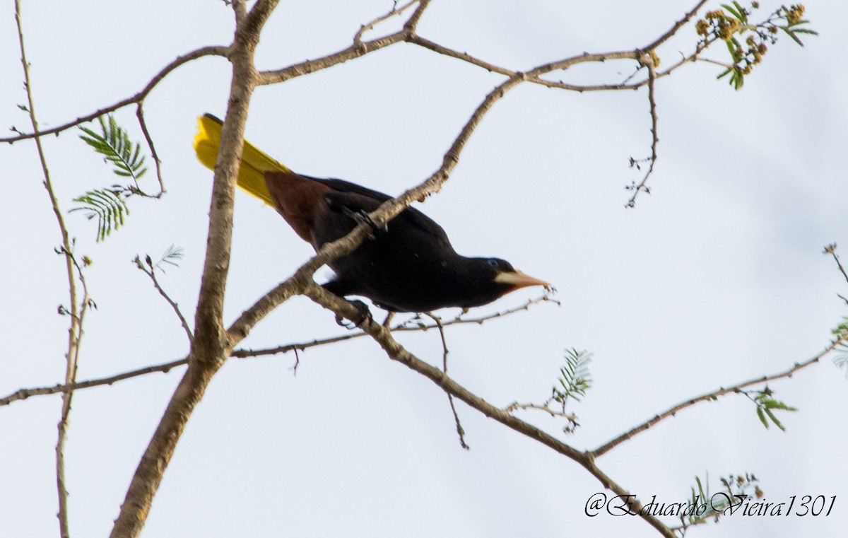 Crested Oropendola - ML622571774