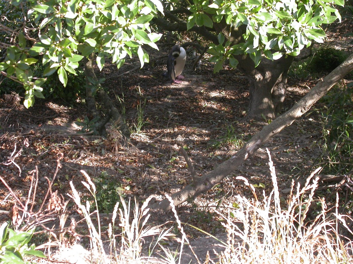 Yellow-eyed Penguin - ML622571782