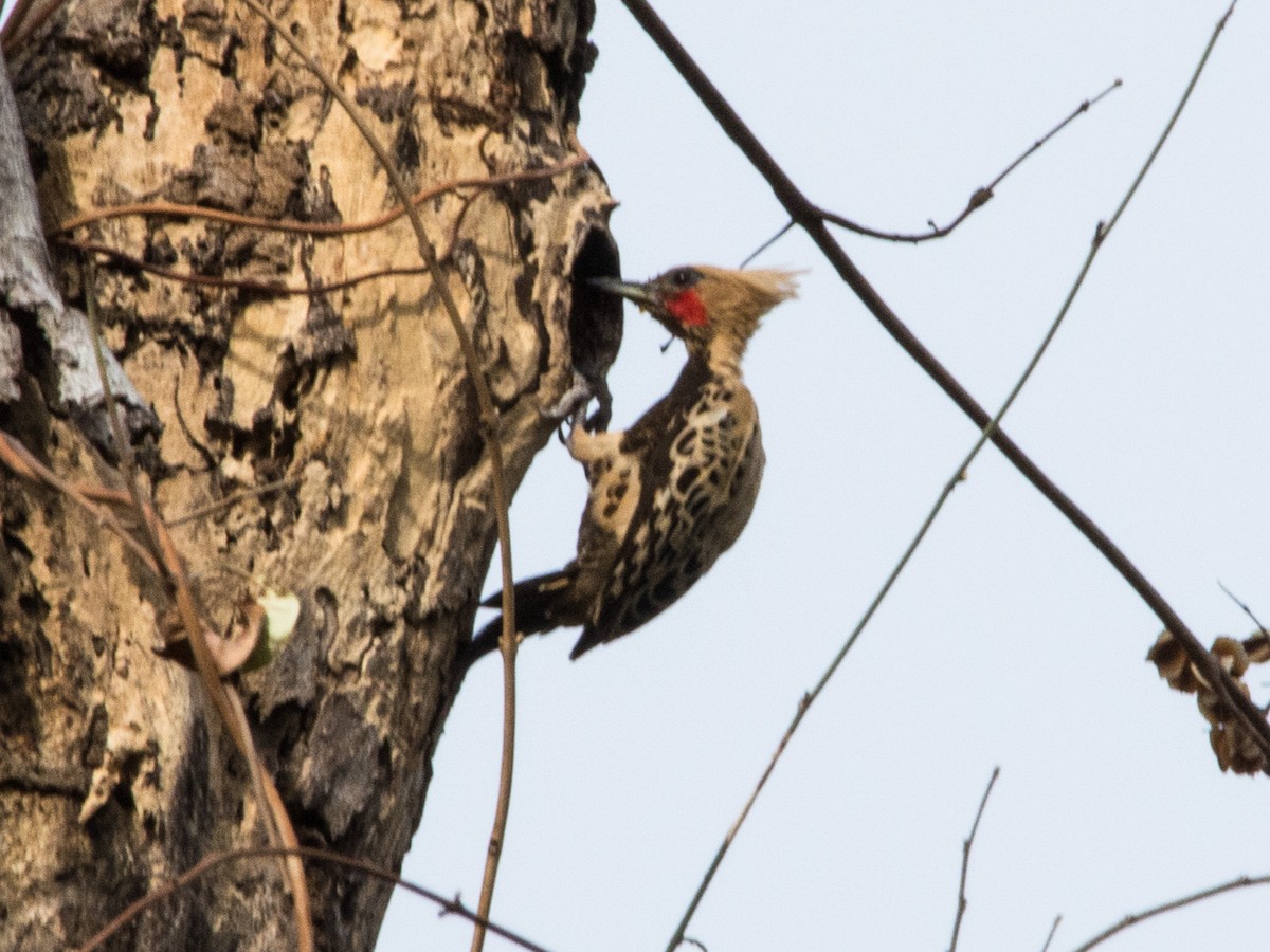 Ochre-backed Woodpecker - ML622571806