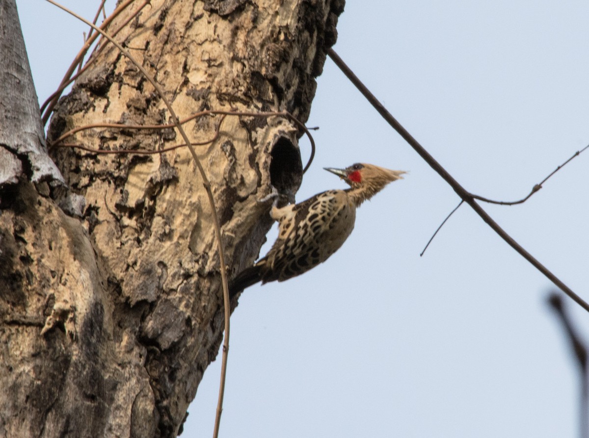 Ochre-backed Woodpecker - ML622571807