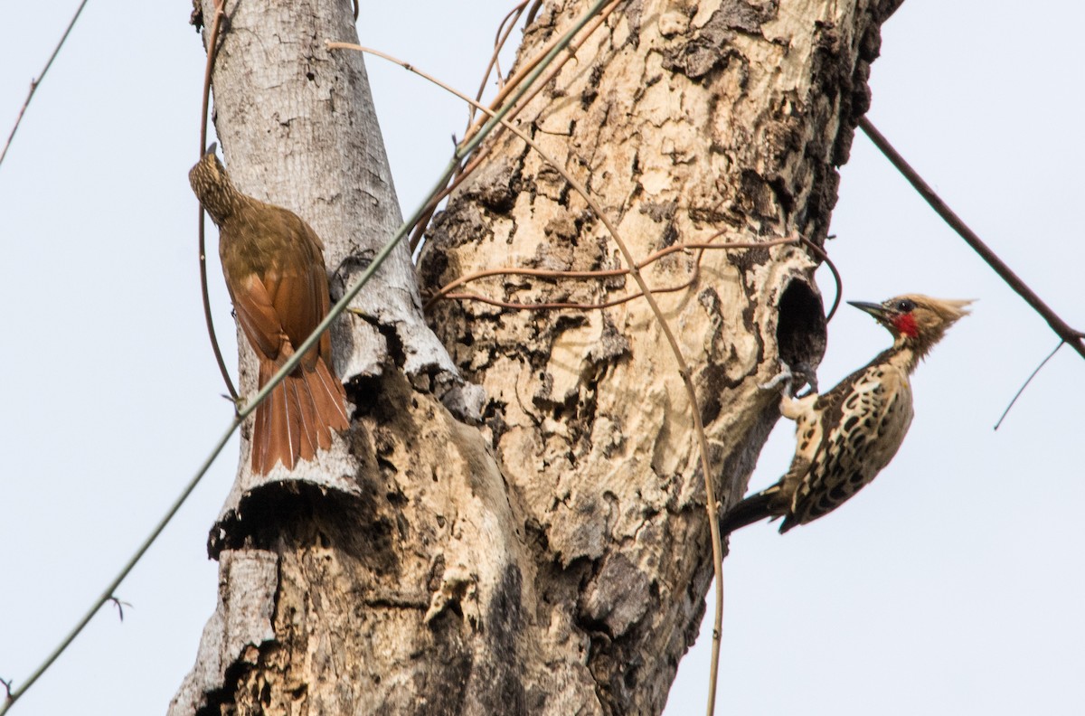 Ochre-backed Woodpecker - ML622571808