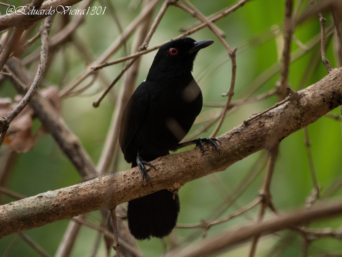 East Amazonian Fire-eye - ML622571838