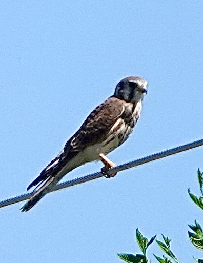 American Kestrel - ML622571839