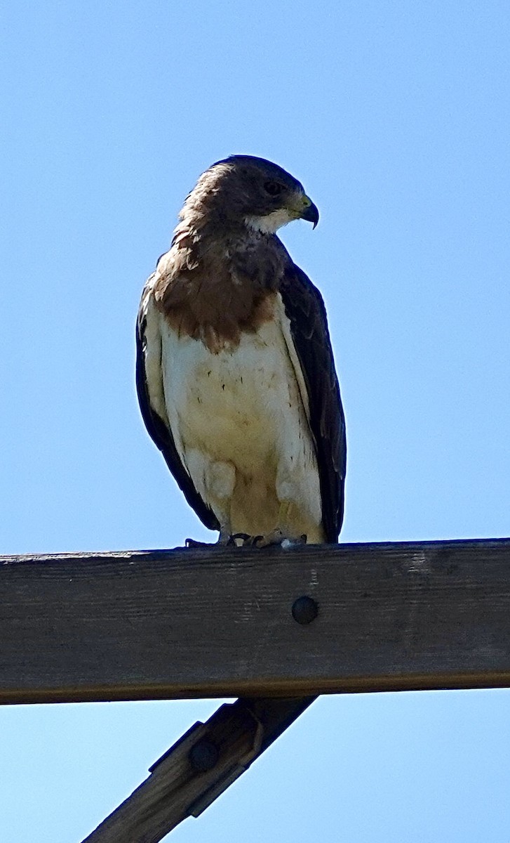 Swainson's Hawk - ML622571853