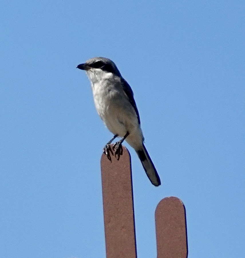 Loggerhead Shrike - ML622571858