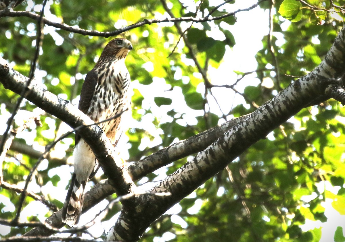 Cooper's Hawk - ML622571934