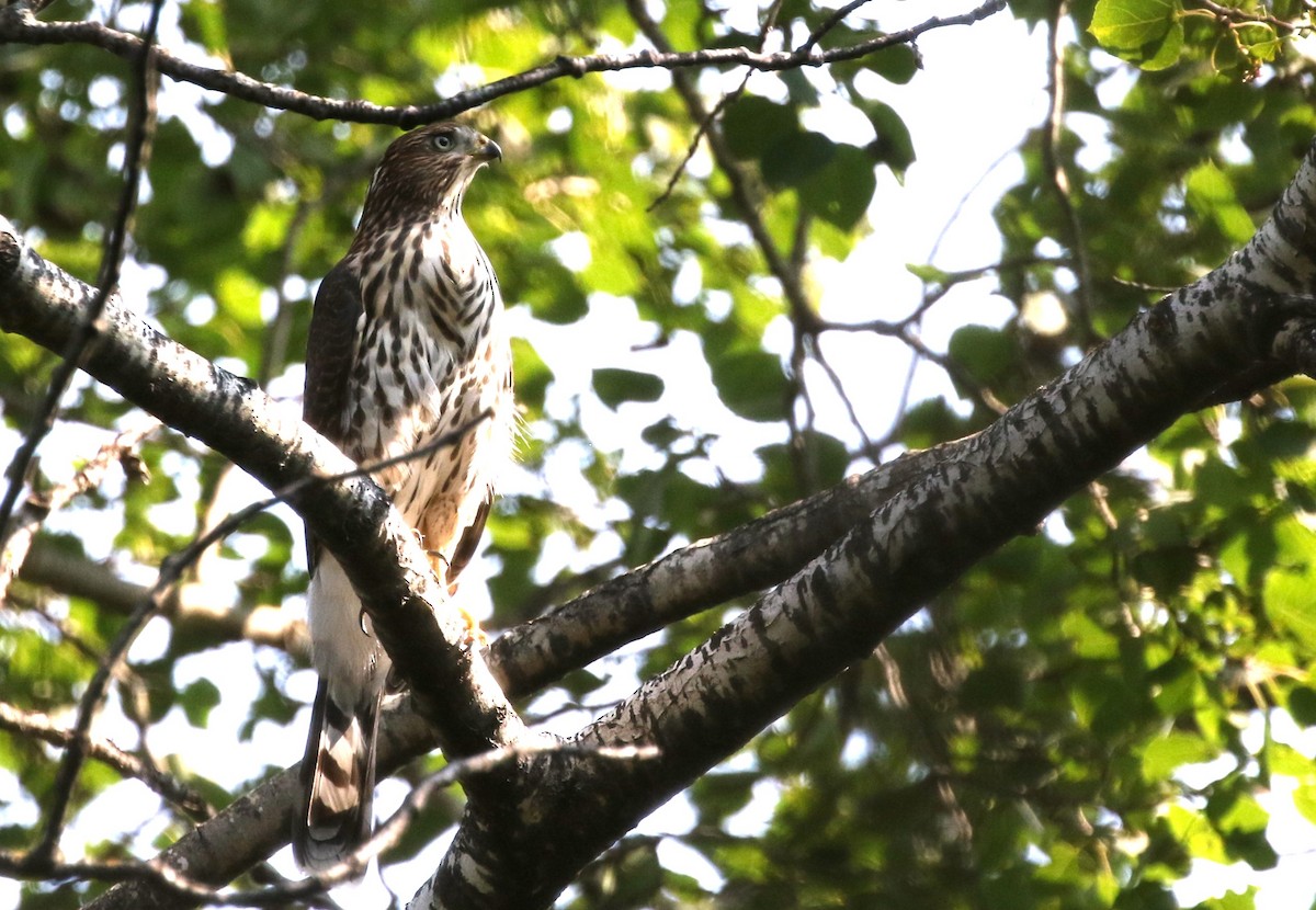 Cooper's Hawk - ML622571935
