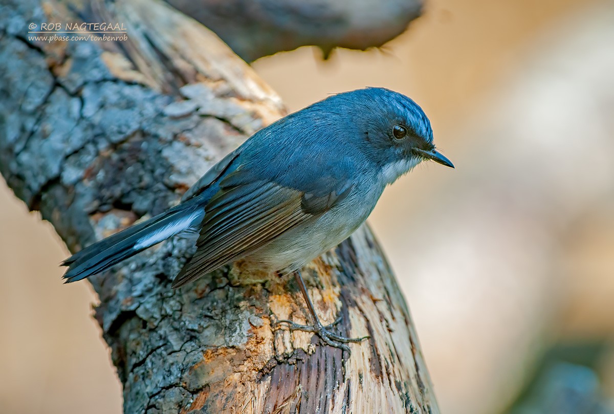 Slaty-blue Flycatcher - ML622571939