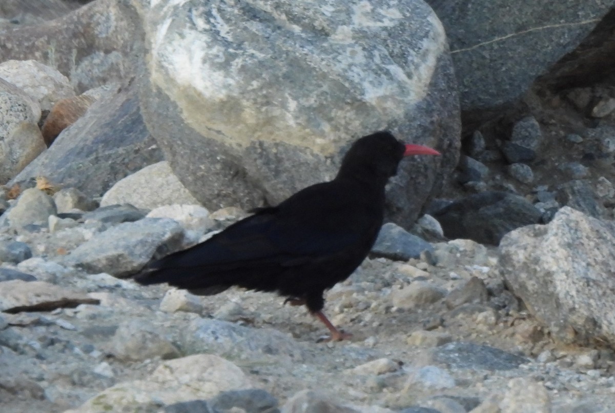 Red-billed Chough - ML622571945