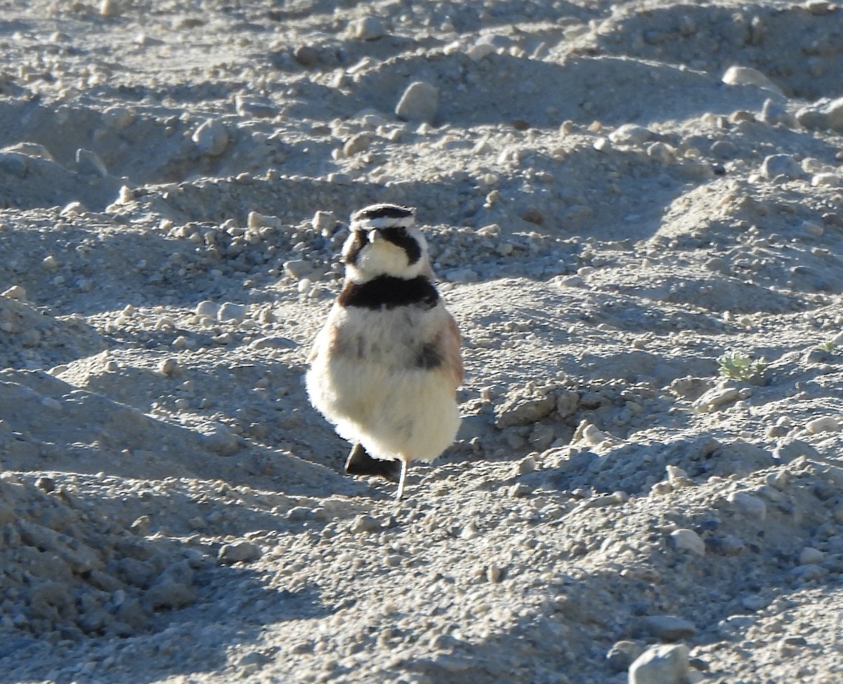 Horned Lark - ML622571986