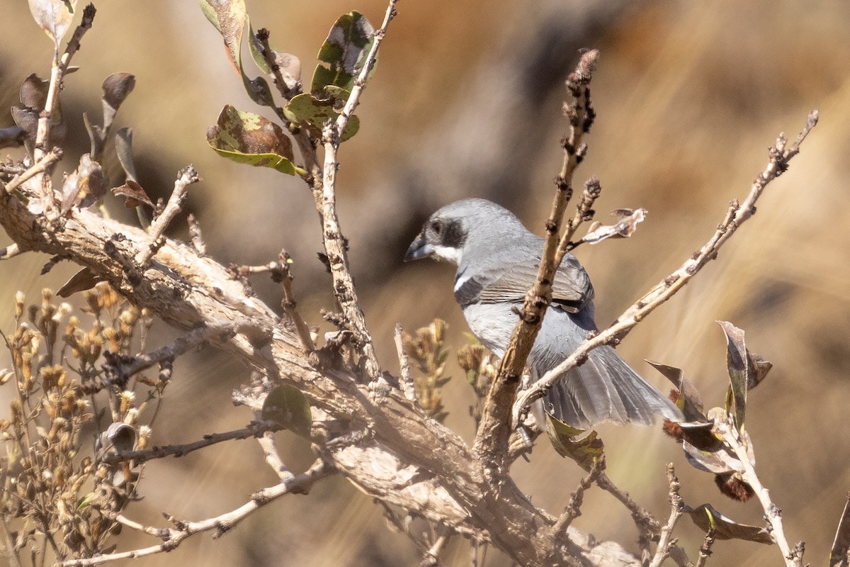 White-banded Tanager - ML622571988