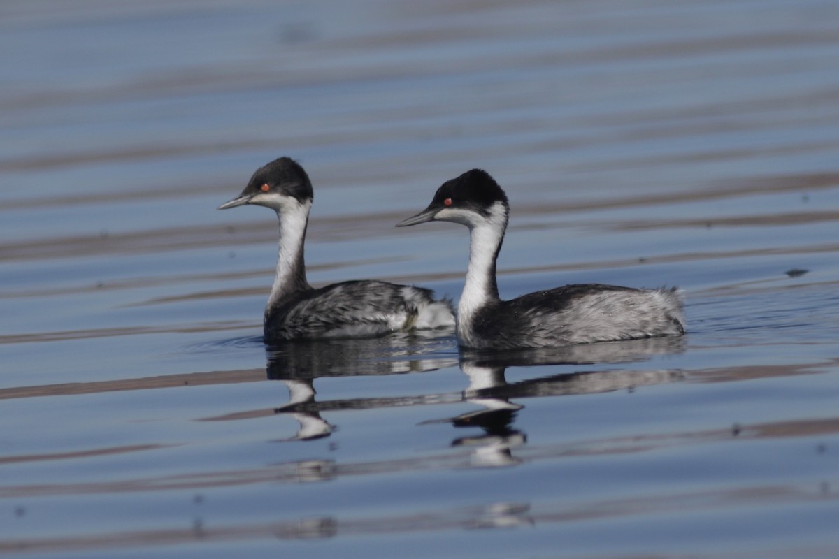 Junin Grebe - ML622572010