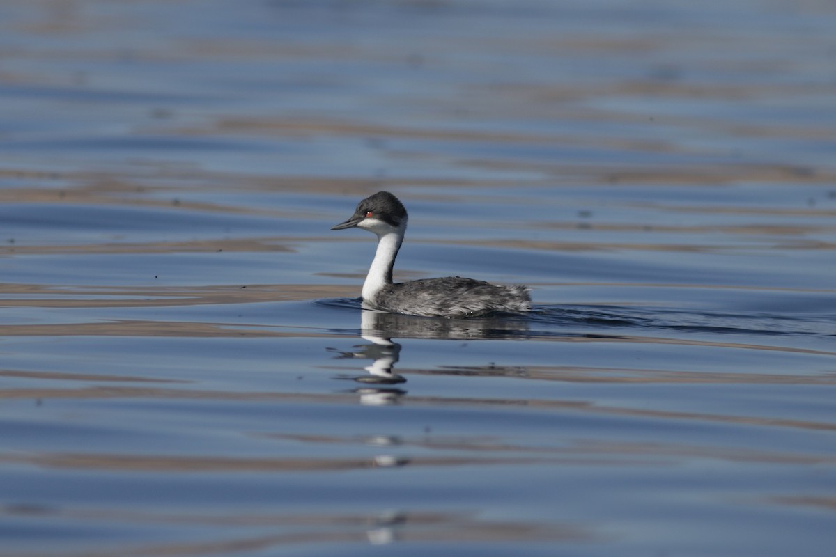 Junin Grebe - ML622572011