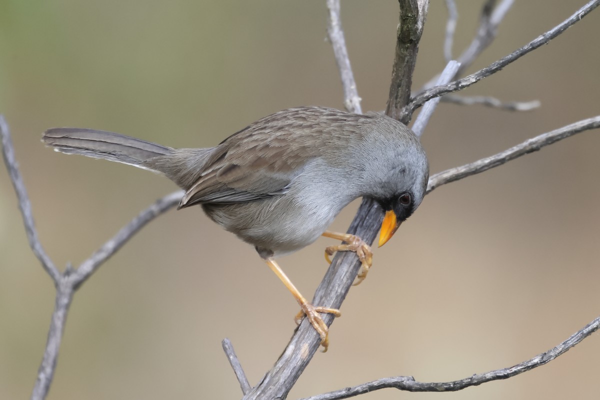 Gray-winged Inca-Finch - Manuel Roncal