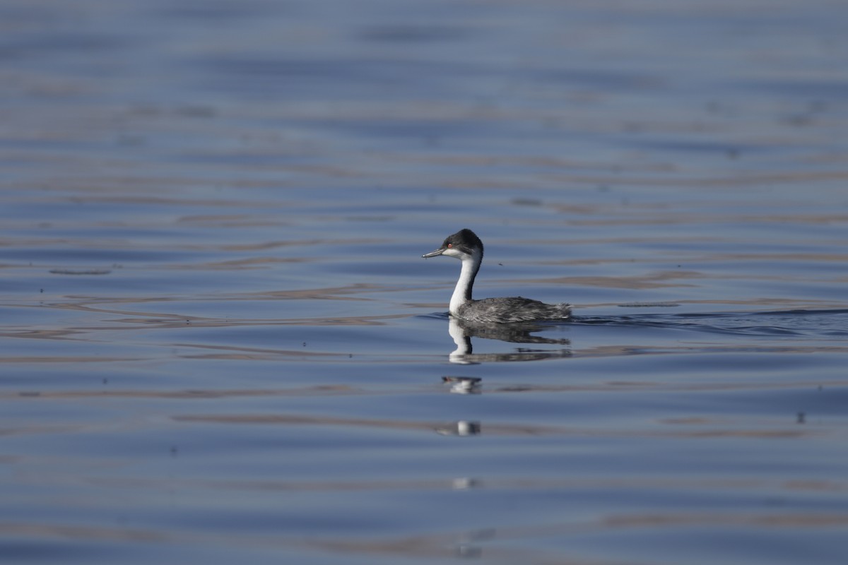 Junin Grebe - ML622572036