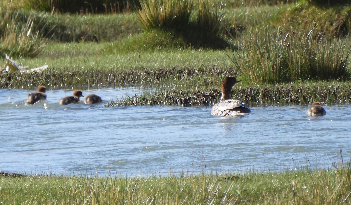 Common Merganser - ML622572038