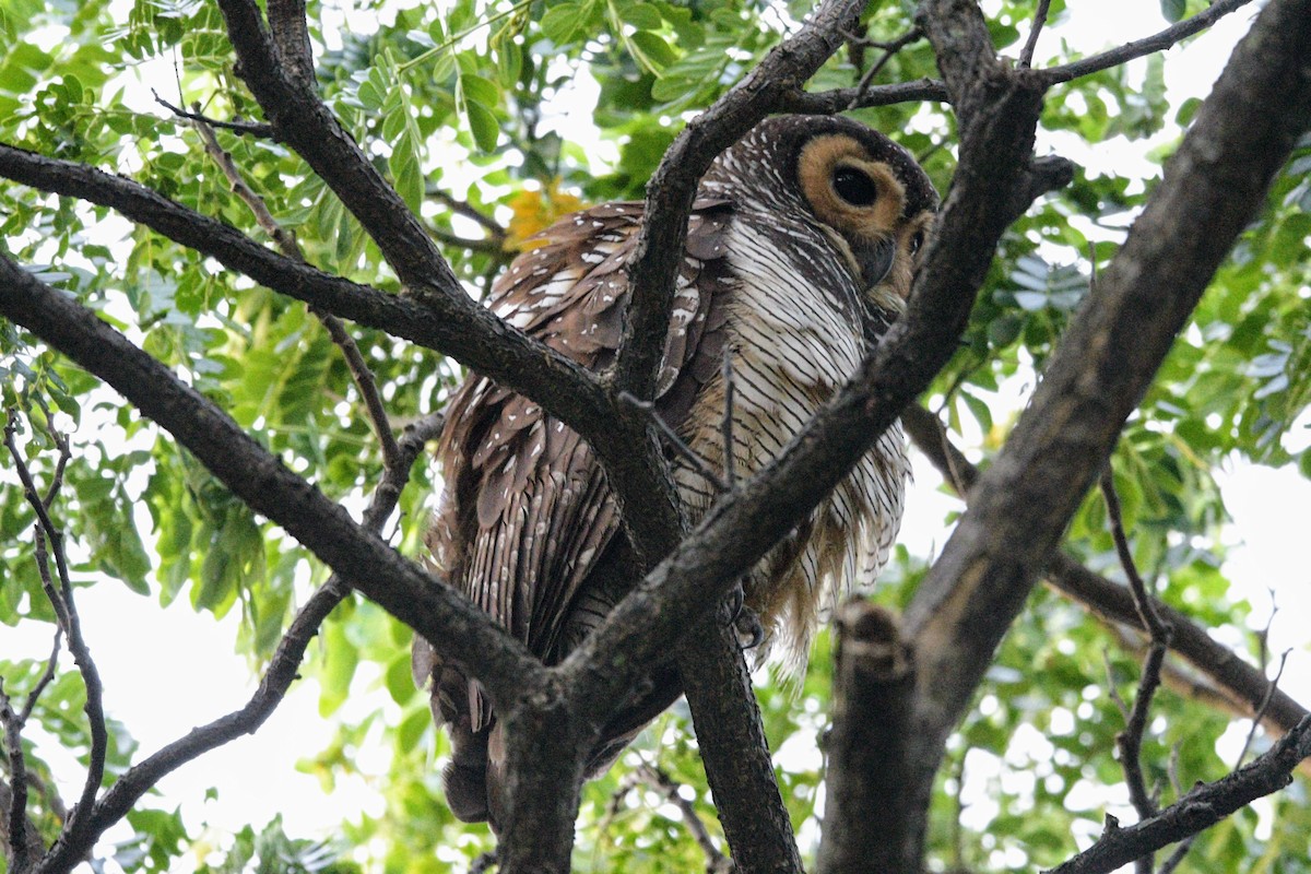 Spotted Wood-Owl - ML622572052