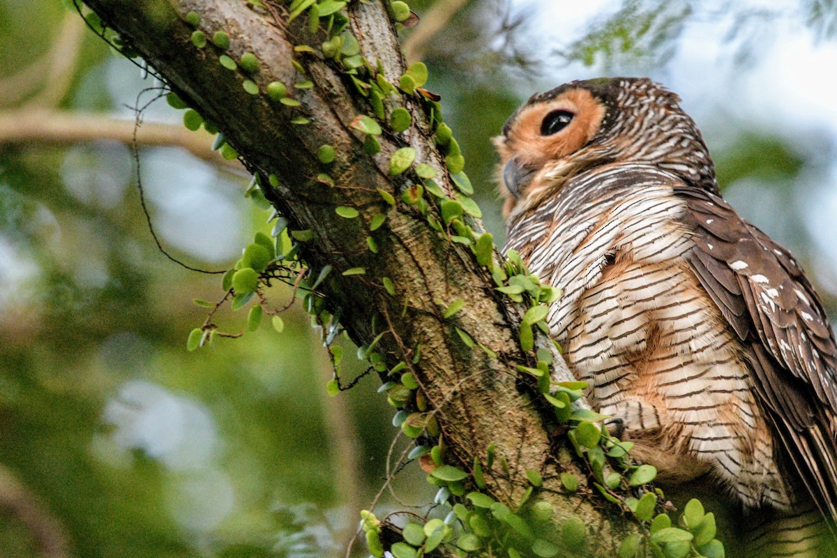 Spotted Wood-Owl - ML622572053