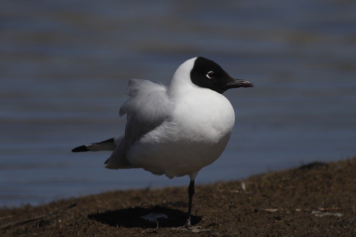 Andean Gull - William Konze