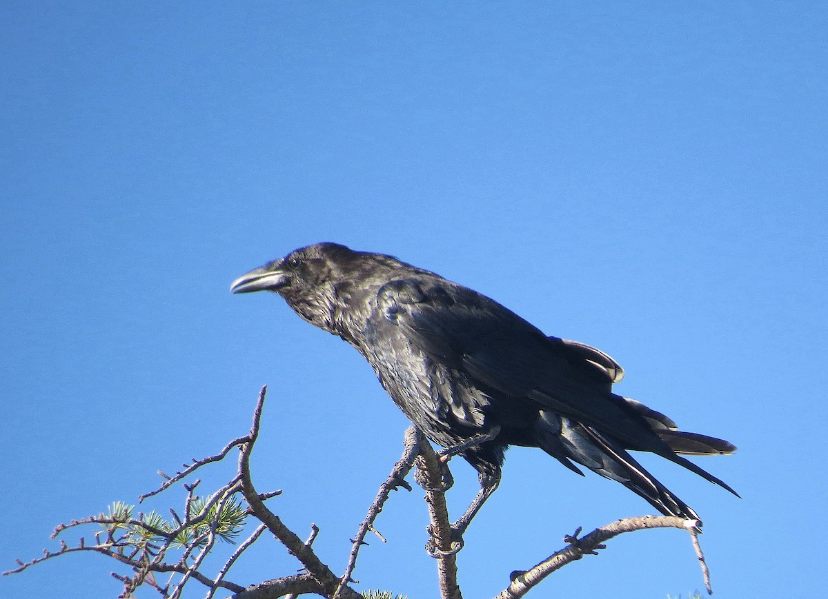 Common Raven - ML622572084