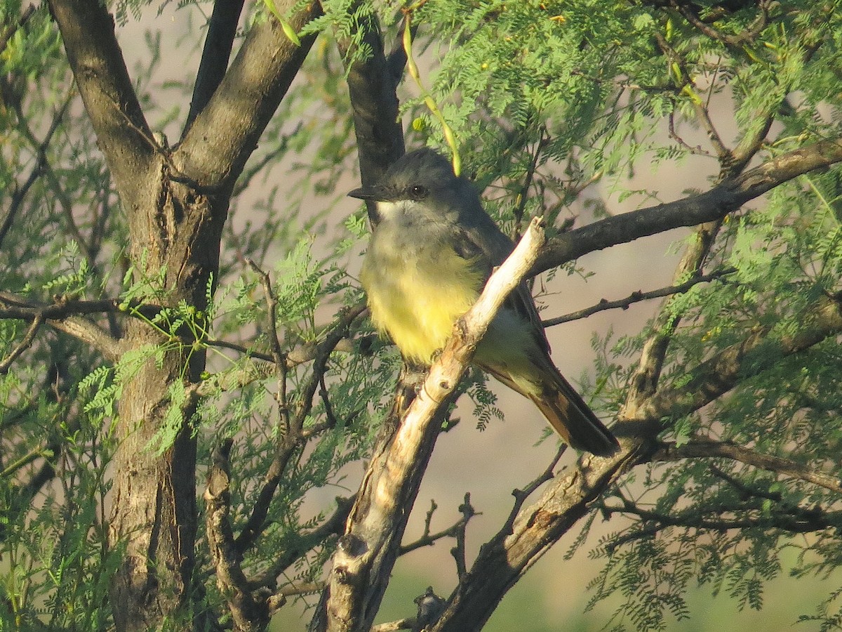 Cassin's Kingbird - ML622572092