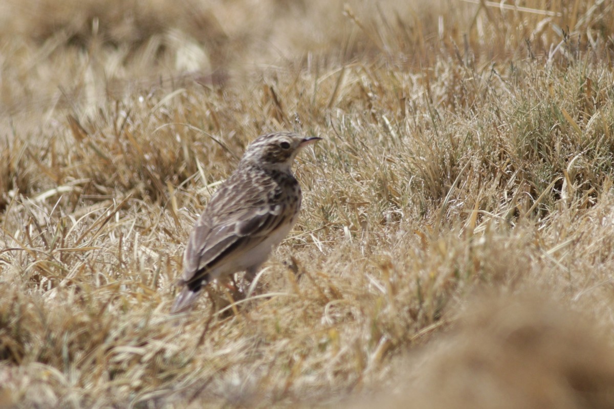 Pipit de la puna - ML622572094