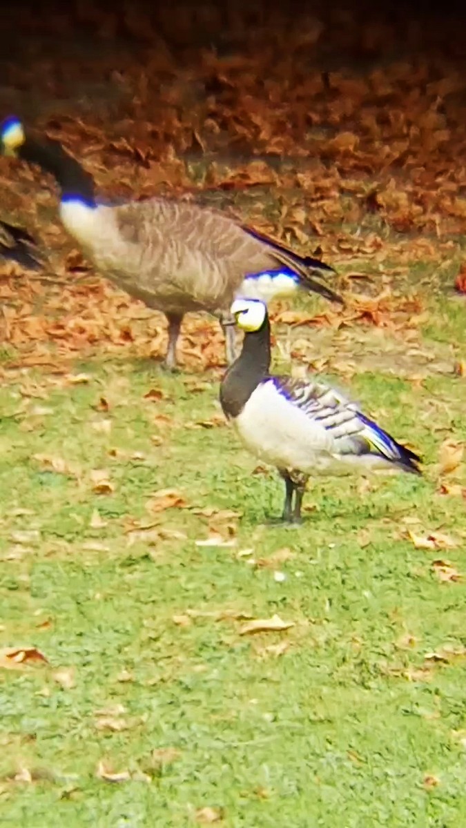 Barnacle Goose - ML622572096